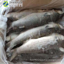 IWP seafood fish frozen grey mullet wholesale 600-800g